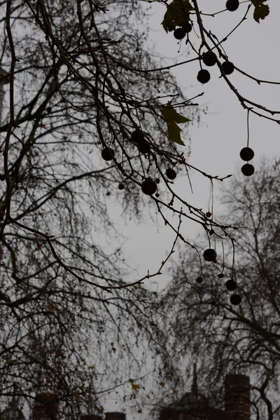 DSC_5787 (Large).JPG